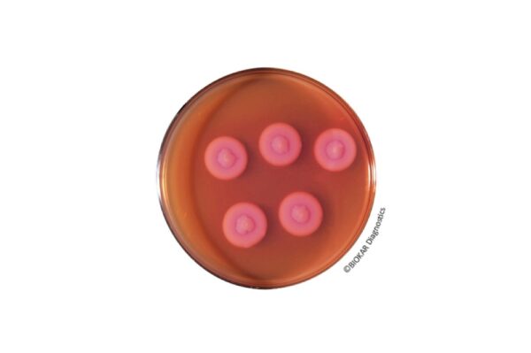 Image_TEC_INS_Biokar_Dehydrated_03_1000x665_JPG Image_TEC_INS_Biokar_Dehydrated_03_1000x665_JPG